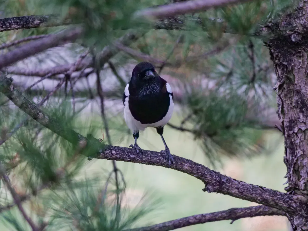 File:Oriental magpie (Pica serica) in Yanqi Lake.jpg