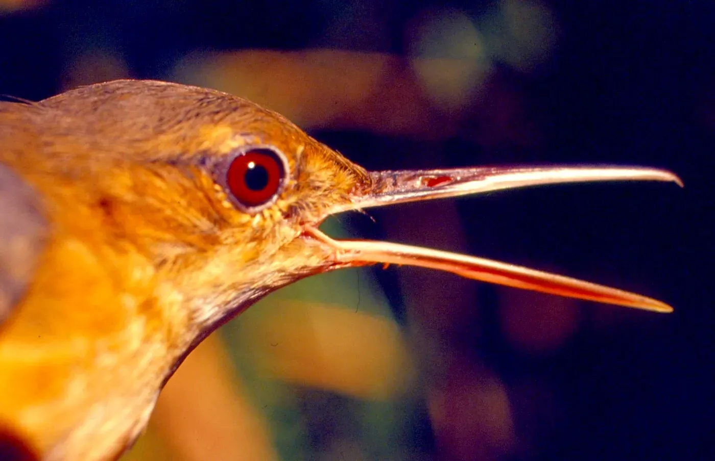 File:Ramphocaenus melanurus griseodorsalis (15236281462).jpg