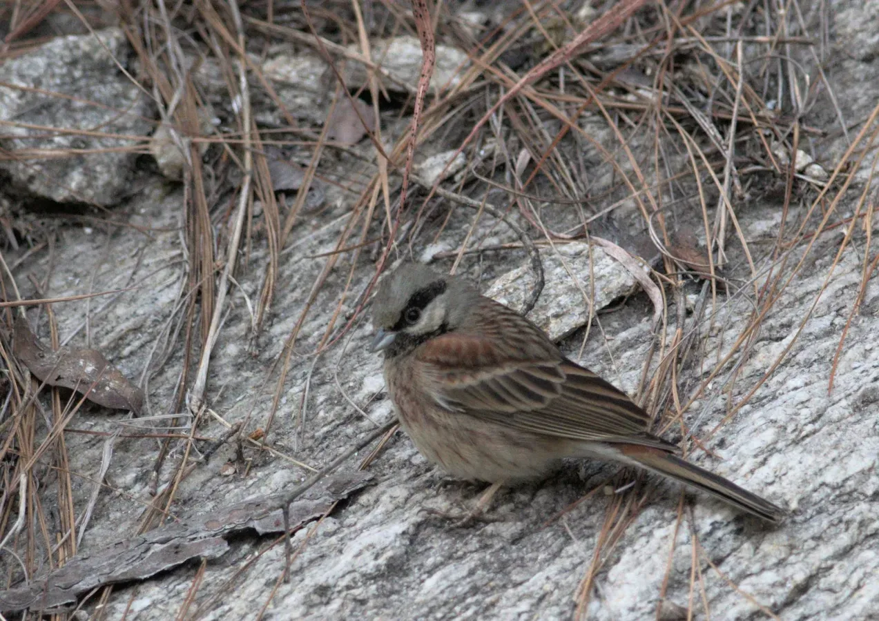 File:Emberiza stewarti 112024339.jpg