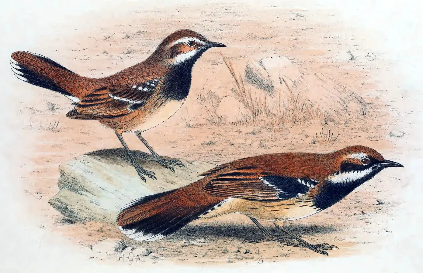 File:Cinclosoma alisteri Gronvold 1910.jpg