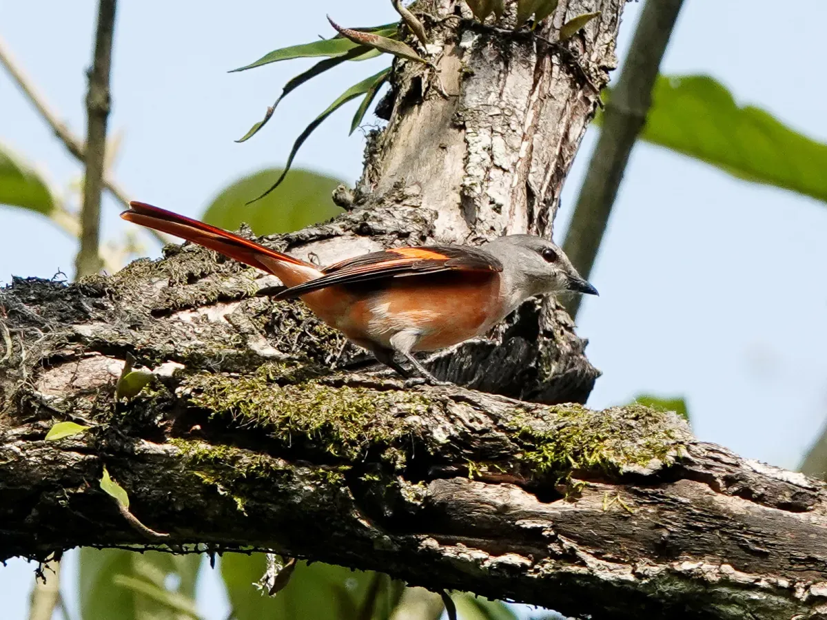 File:Pericrocotus roseus, Bhuya Para, Assam 15.jpg