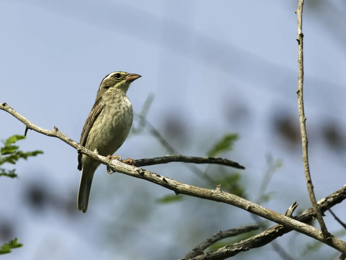 File:Poospiza hispaniolensis - Collared Warbling-Finch - female.jpg