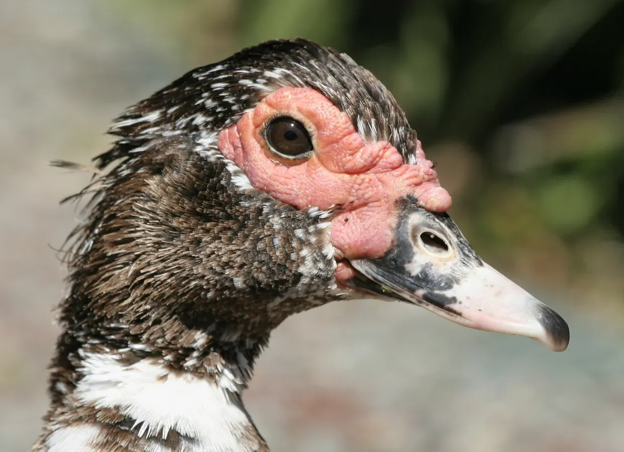 File:Cairina Moschata Portrait.JPG