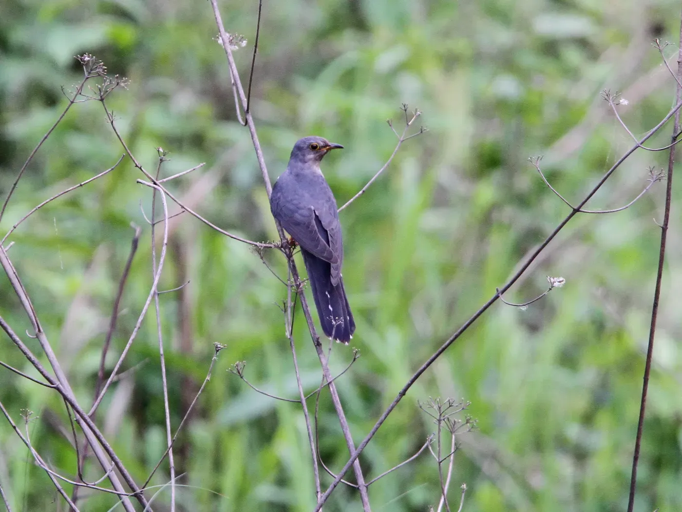 File:Cuculus poliocephalus, Sonitpur, Assam, India 3.jpg