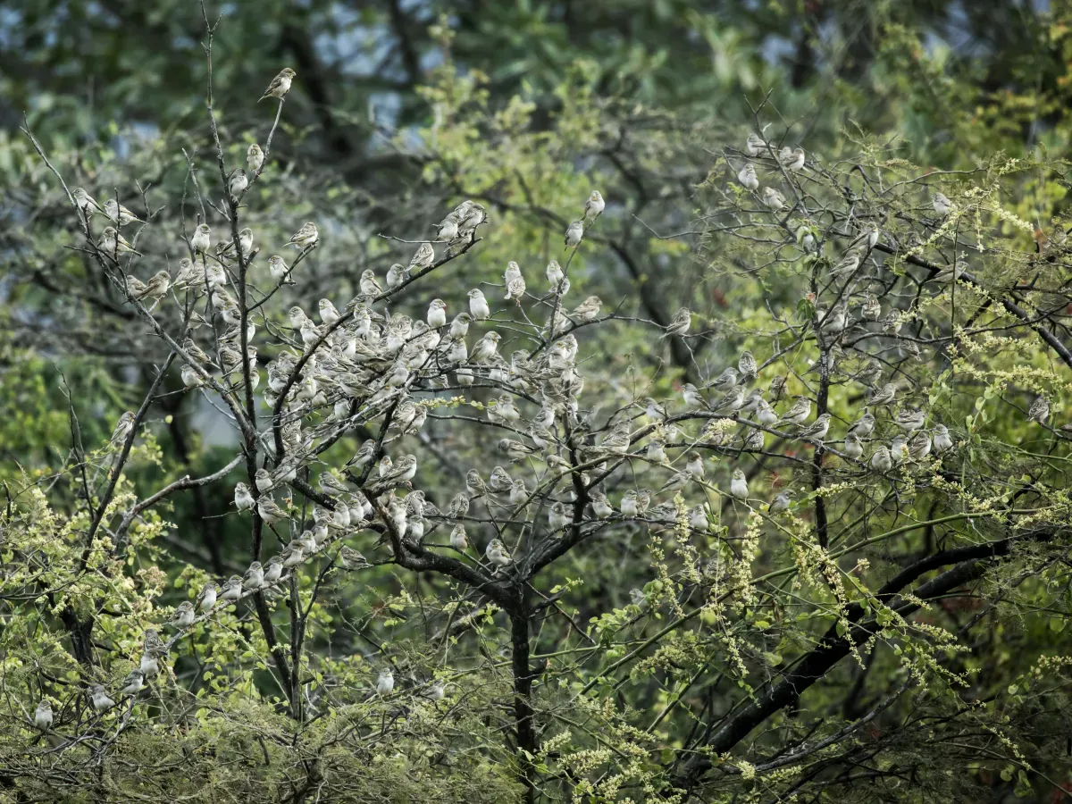 File:Sicalis taczanowskii - Sulphur-throated Finch - flock.jpg
