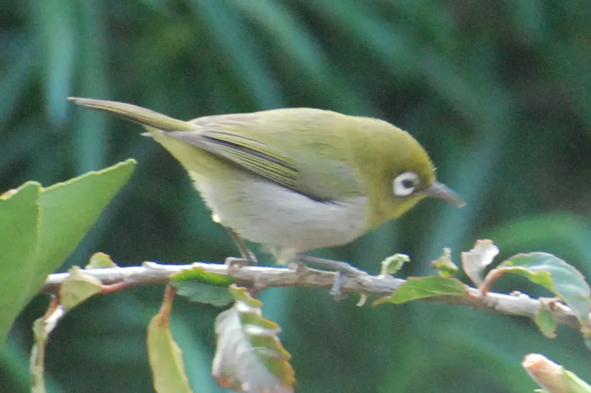File:Zosterops xanthochroa 1.jpg