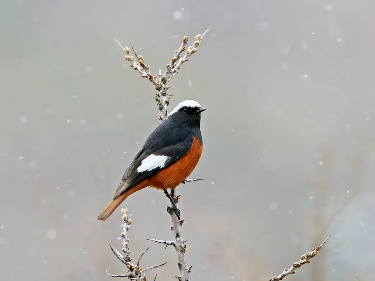 File:Phoenicurus erythrogastrus, Stepantsminda, Georgia 1.jpg