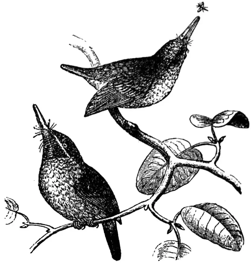 File:EB1911 Tody - Todus viridis.jpg