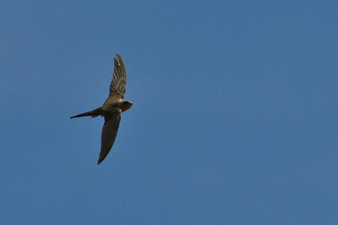 File:Cypsiurus parvus in flight.jpg
