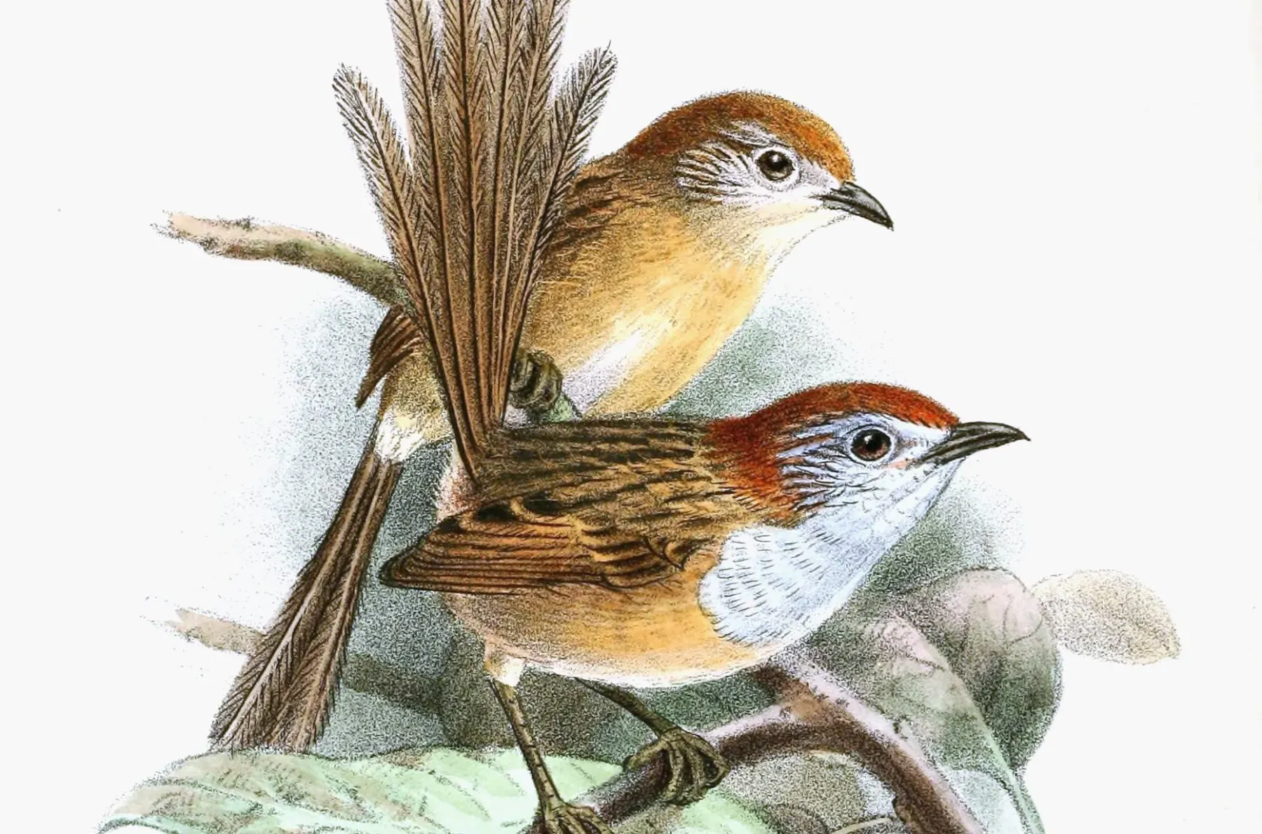 File:StipiturusRuficepsKeulemans (cropped).jpg
