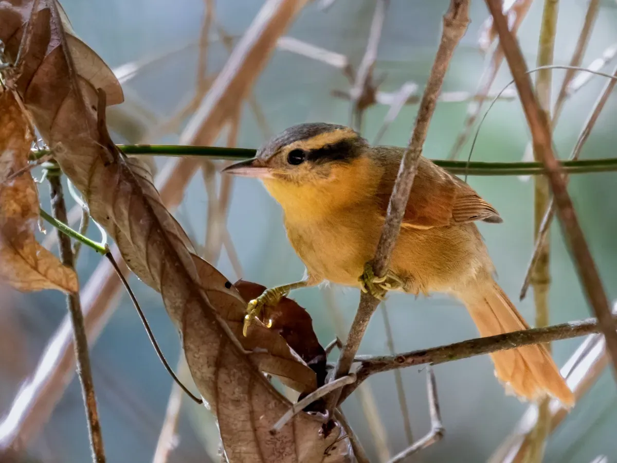 File:Anabacerthia lichtensteini - Ochre-breasted Foliage-gleaner; Miracatu; São Paulo, Brazil.jpg