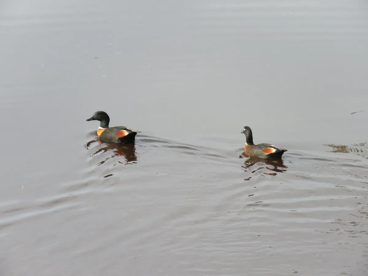 File:Australian shelduck (Tadorna tadornoides) at North Lake, June 2021 01.jpg