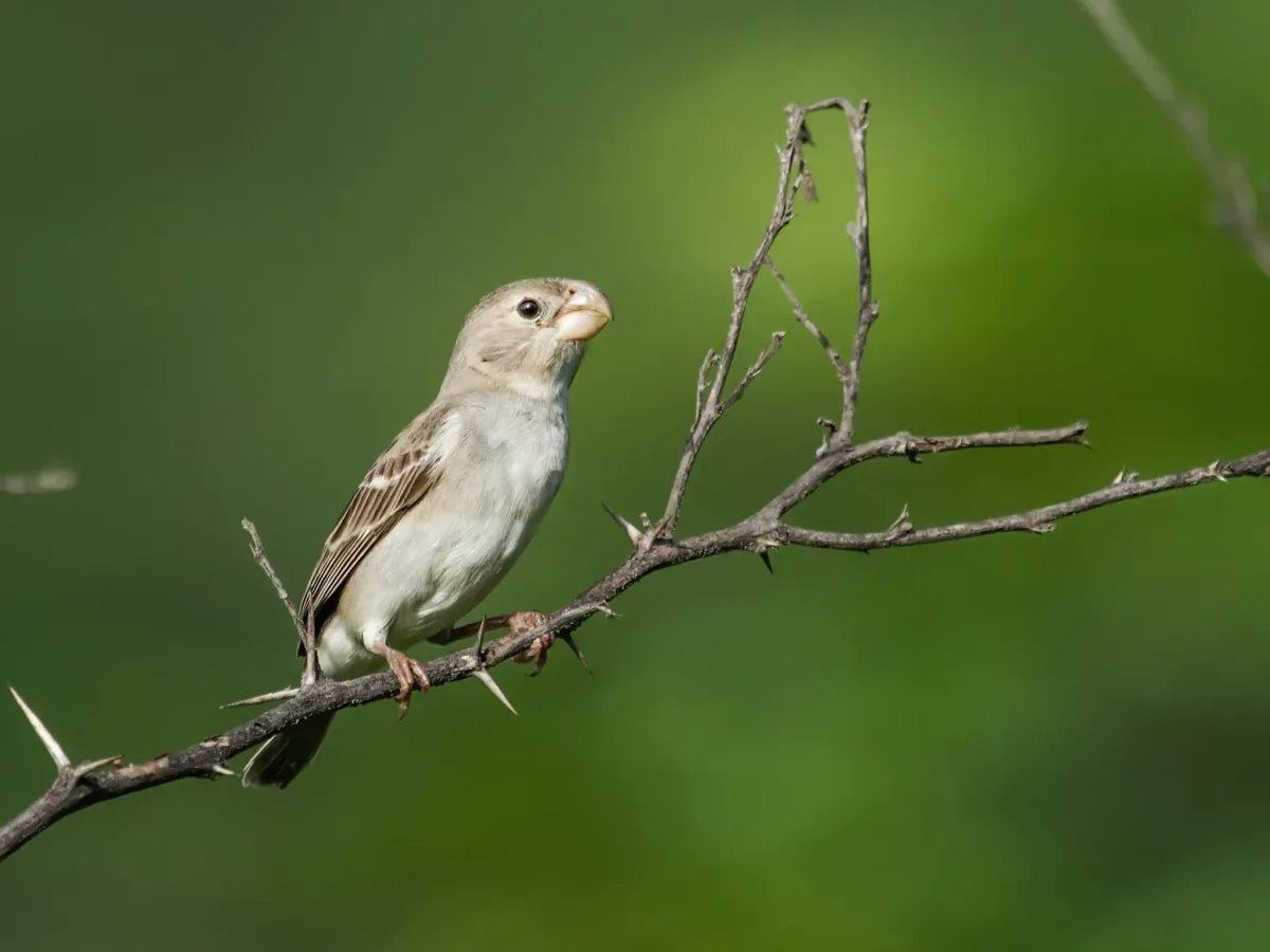 File:Sporophila peruviana - Parrot-billed Seedeater - female.jpg