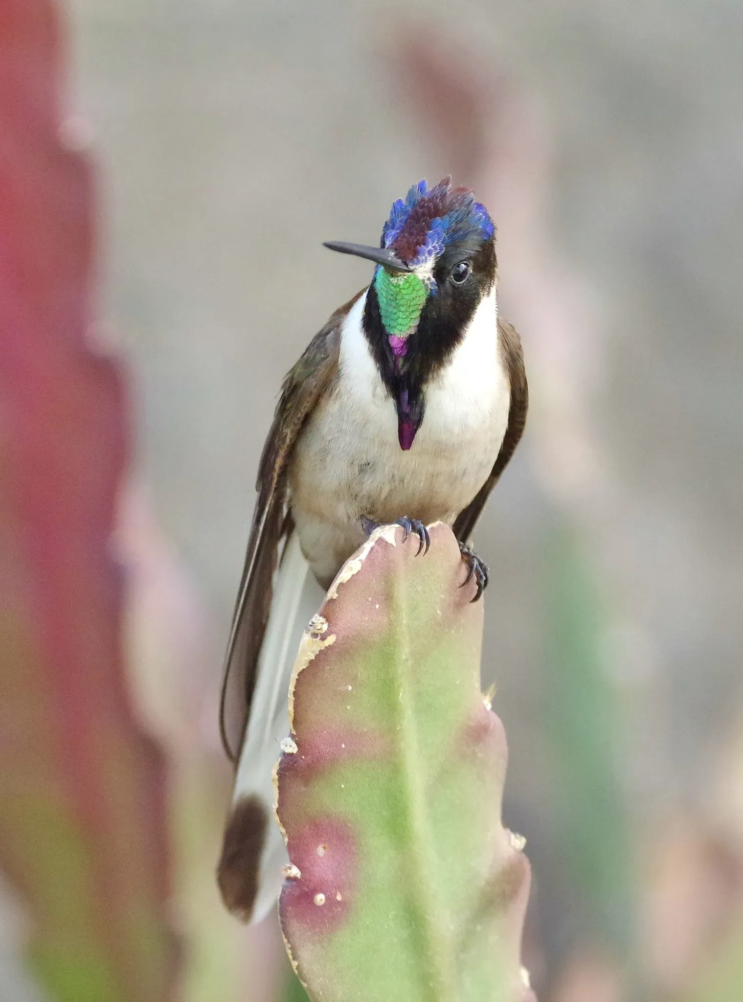File:Bearded Mountaineer (Oreonympha nobilis).jpg