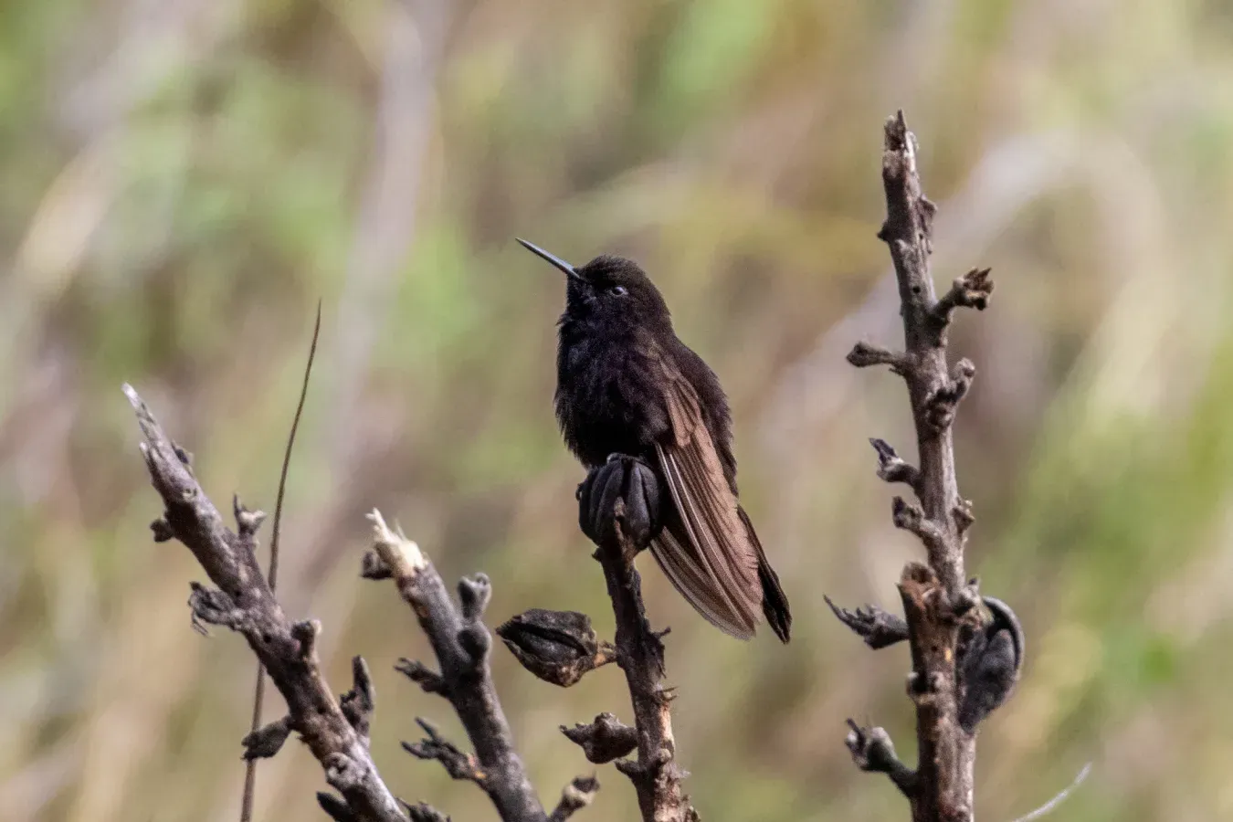 File:Black Metaltail (Metallura phoebe).jpg