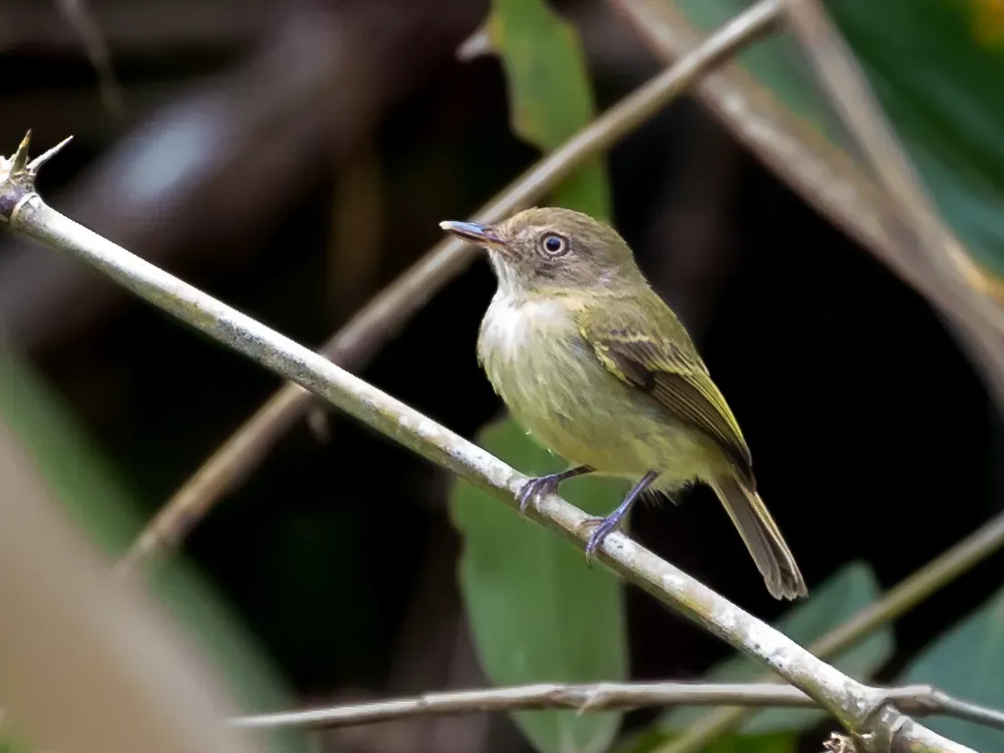 File:Hemitriccus cohnhafti - Acre Tody-Tyrant; Rio Branco, Acre, Brazil.jpg