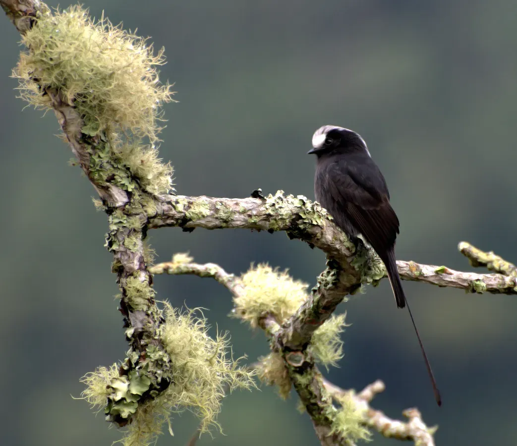 File:Colonia colonus -Parque Nacional do Itatiaia, Rio de Janeiro, Brazil-8.jpg