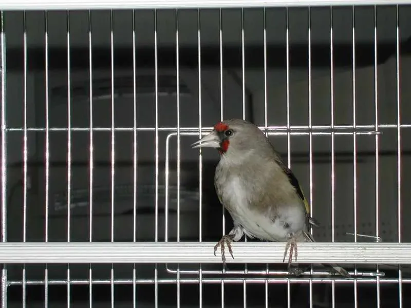 File:Carduelis caniceps F.JPG