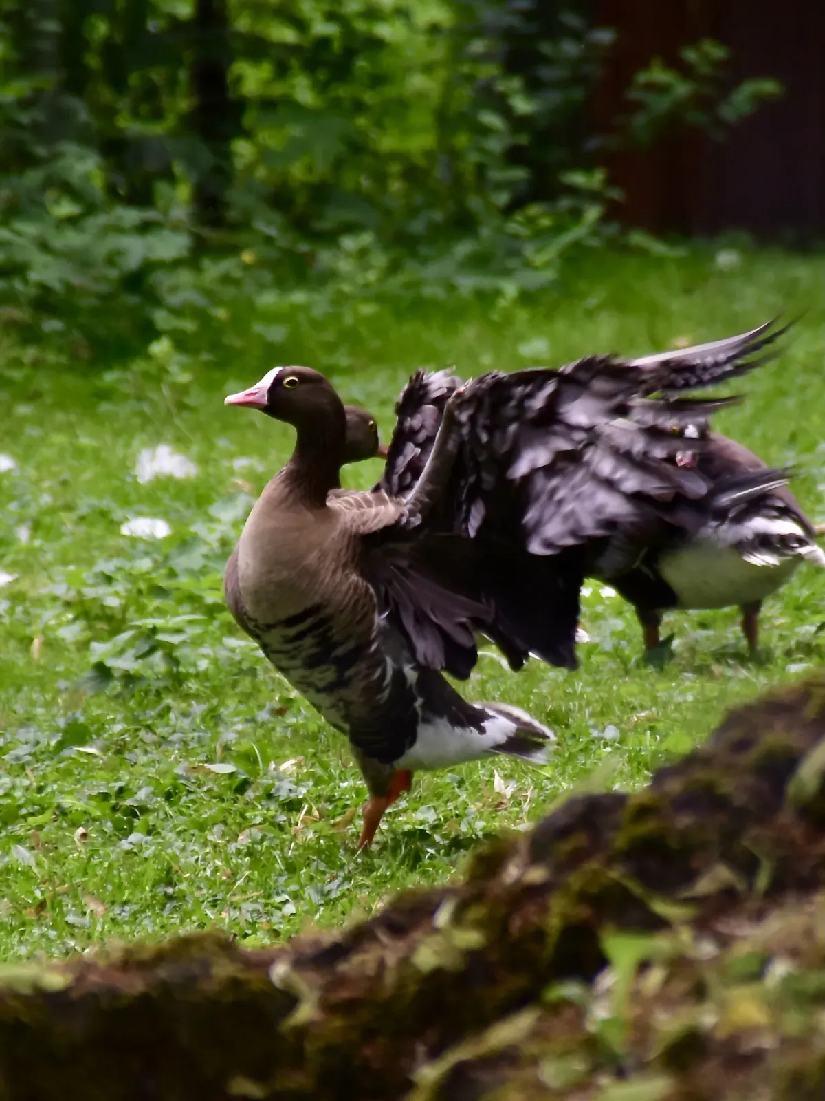 File:Anatidae Anser erythropus 2.1.jpg