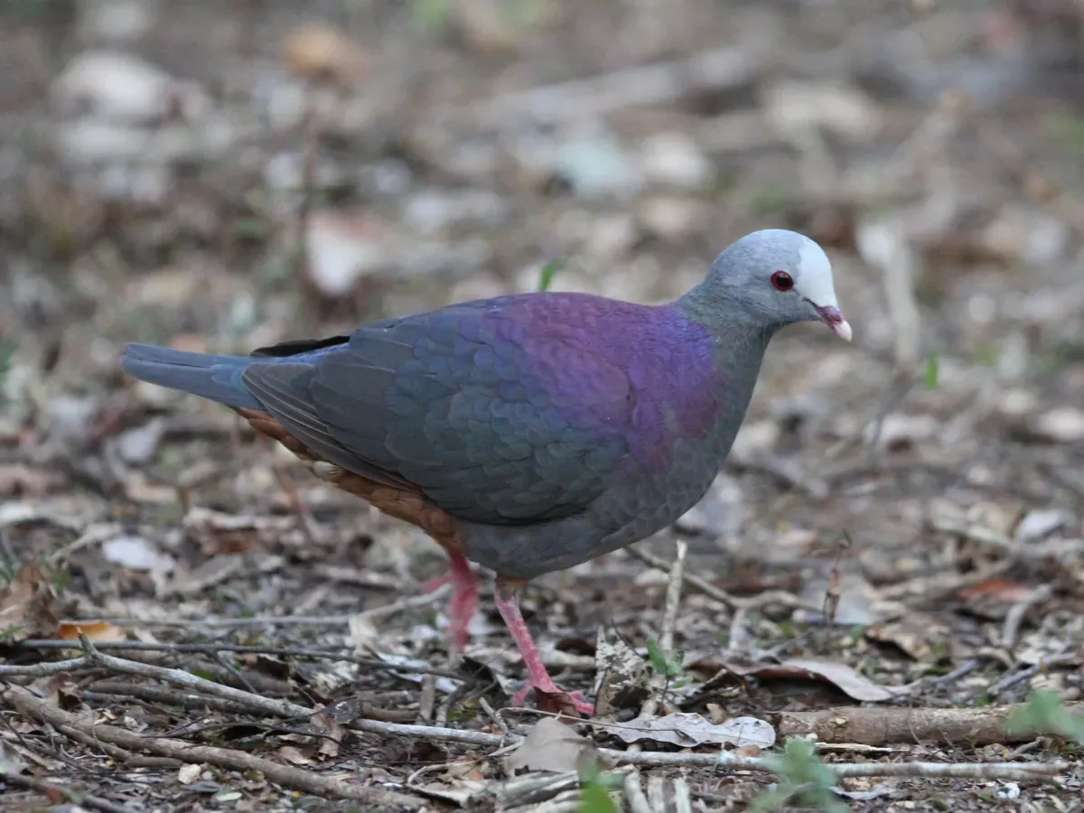 File:Geotrygon caniceps.jpg