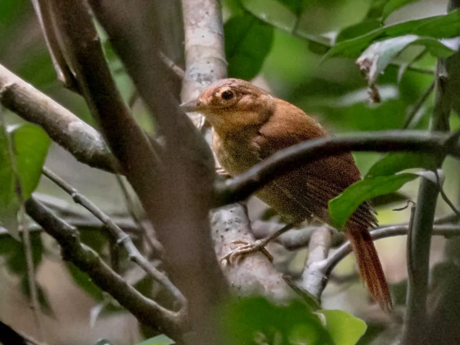 File:Automolus ochrolaemus auricularis- Buff-throated Foliage-gleaner; Rio Branco, Acre, Brazil.jpg