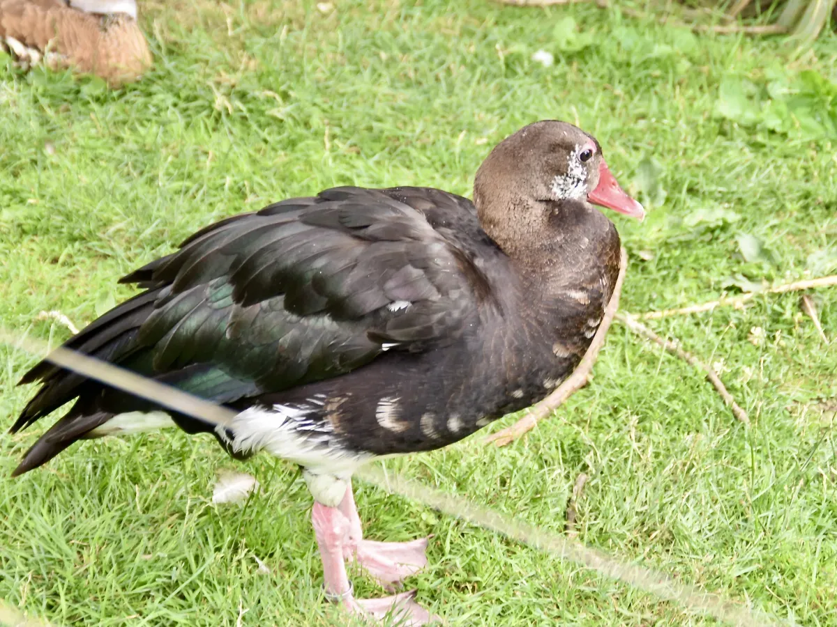 File:Anatidae Plectropterus gambensis gambensis 2.jpg
