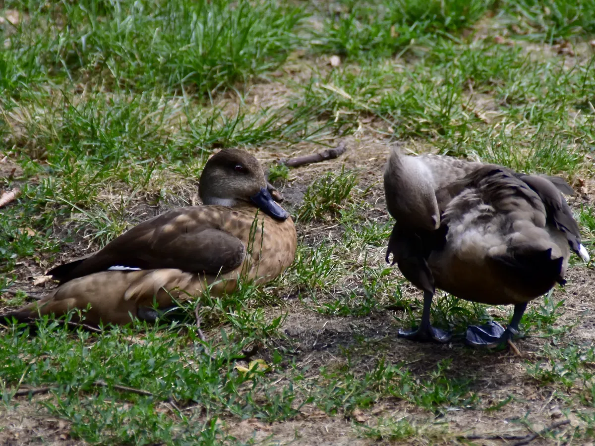 File:Anatidae Lophonetta specularioides specularioides 1.jpg