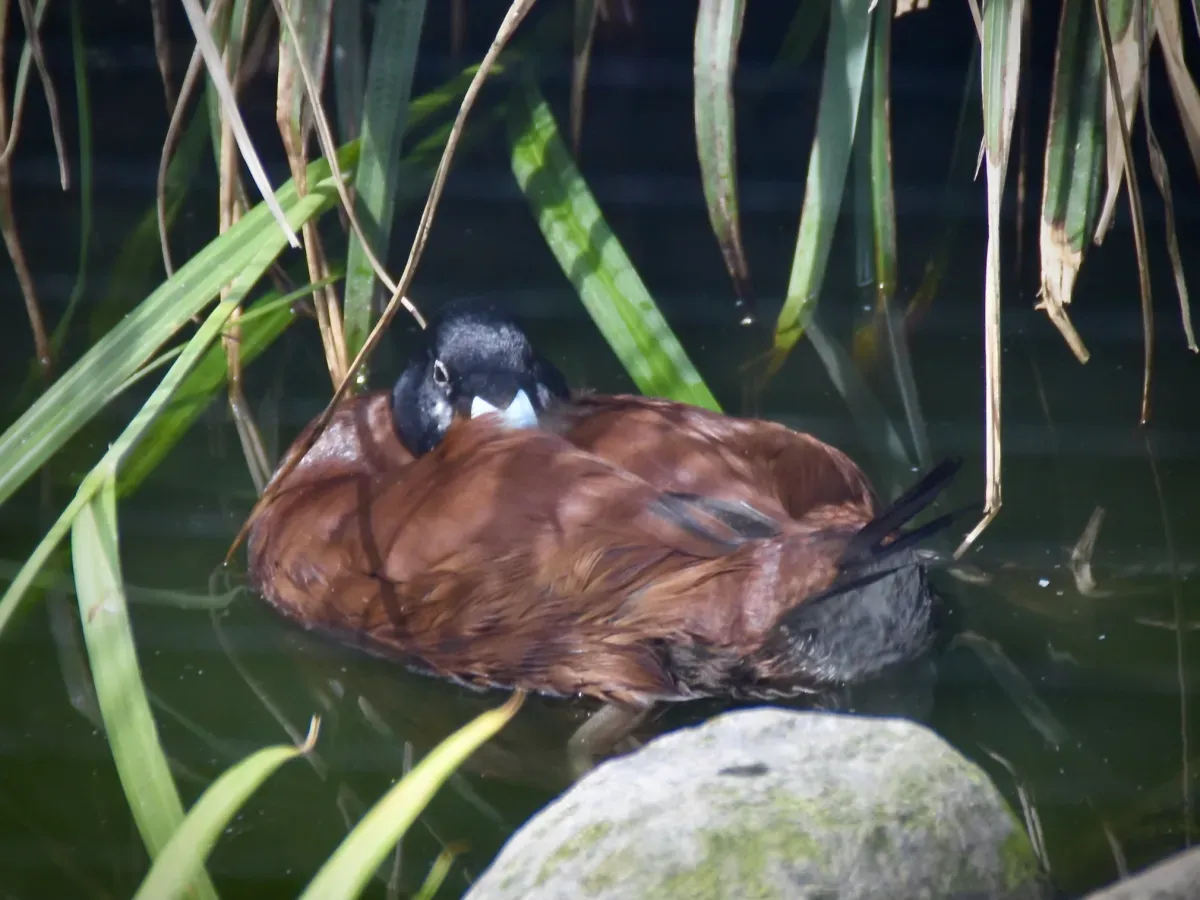 File:Anatidae Oxyura maccoa 1.jpg
