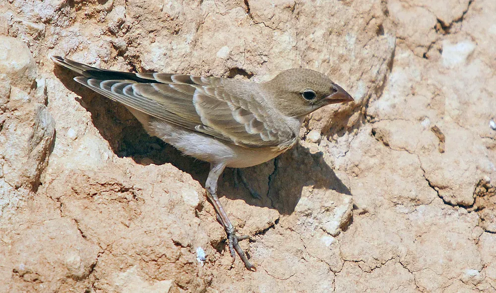 File:Carpospiza brachydactyla.jpg