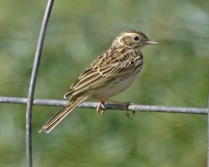 File:Australian Pipit (Anthus australis).jpg