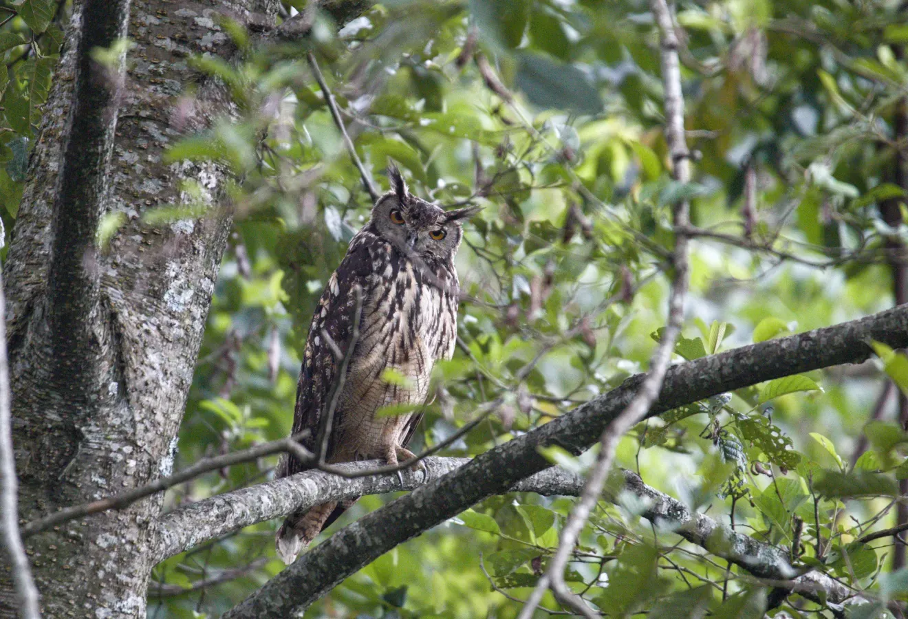 File:Bubo bengalensis, Shivapuri Nagarjun NP, Nepal 27.jpg