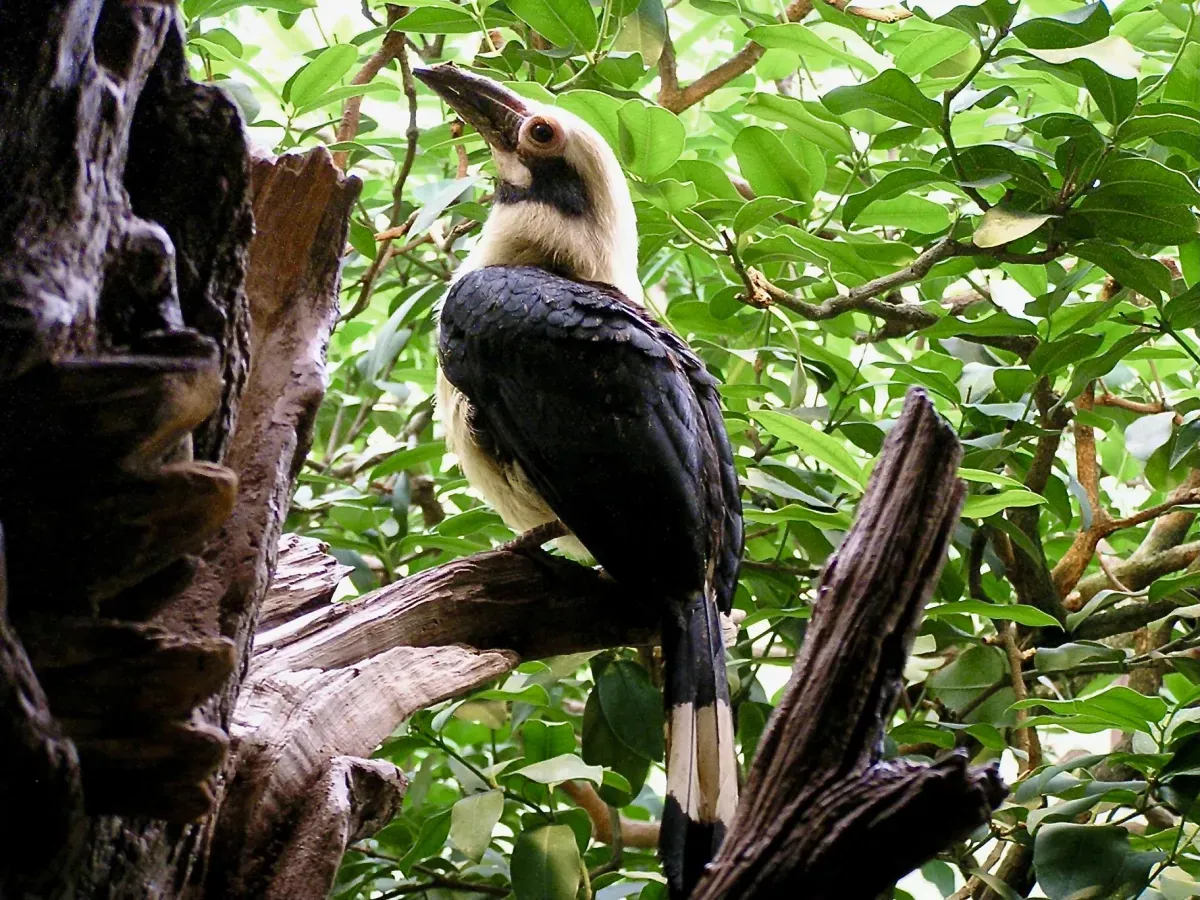 File:Bucerotidae Penelopides manillae subniger 1.jpg