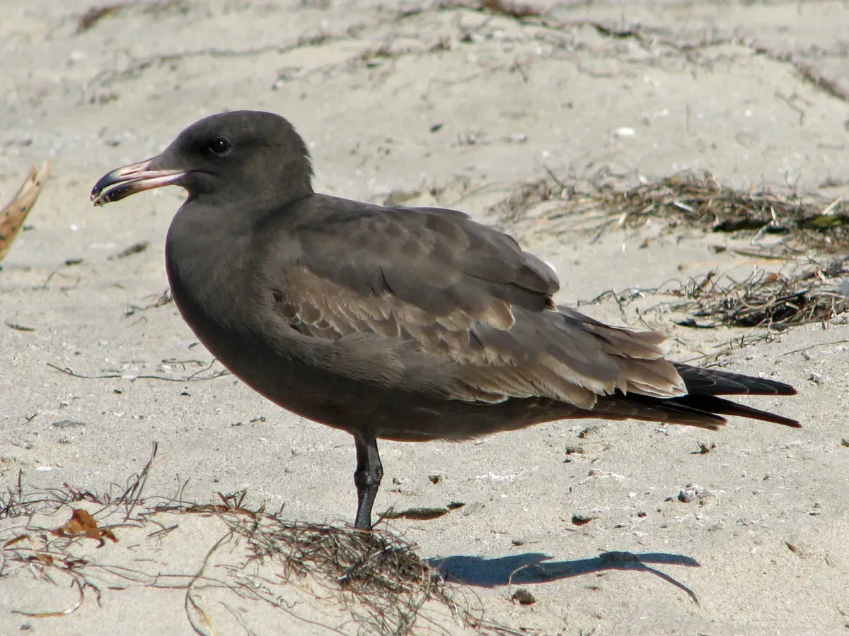 File:Heermann's Gull (Larus heermanni) RWD.jpg