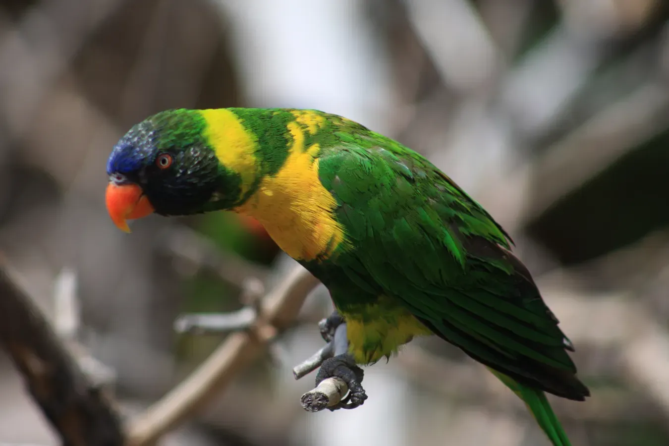 File:Trichoglossus (haematodus) capistratus -Denver Zoo, Colorado, USA-8a.jpg