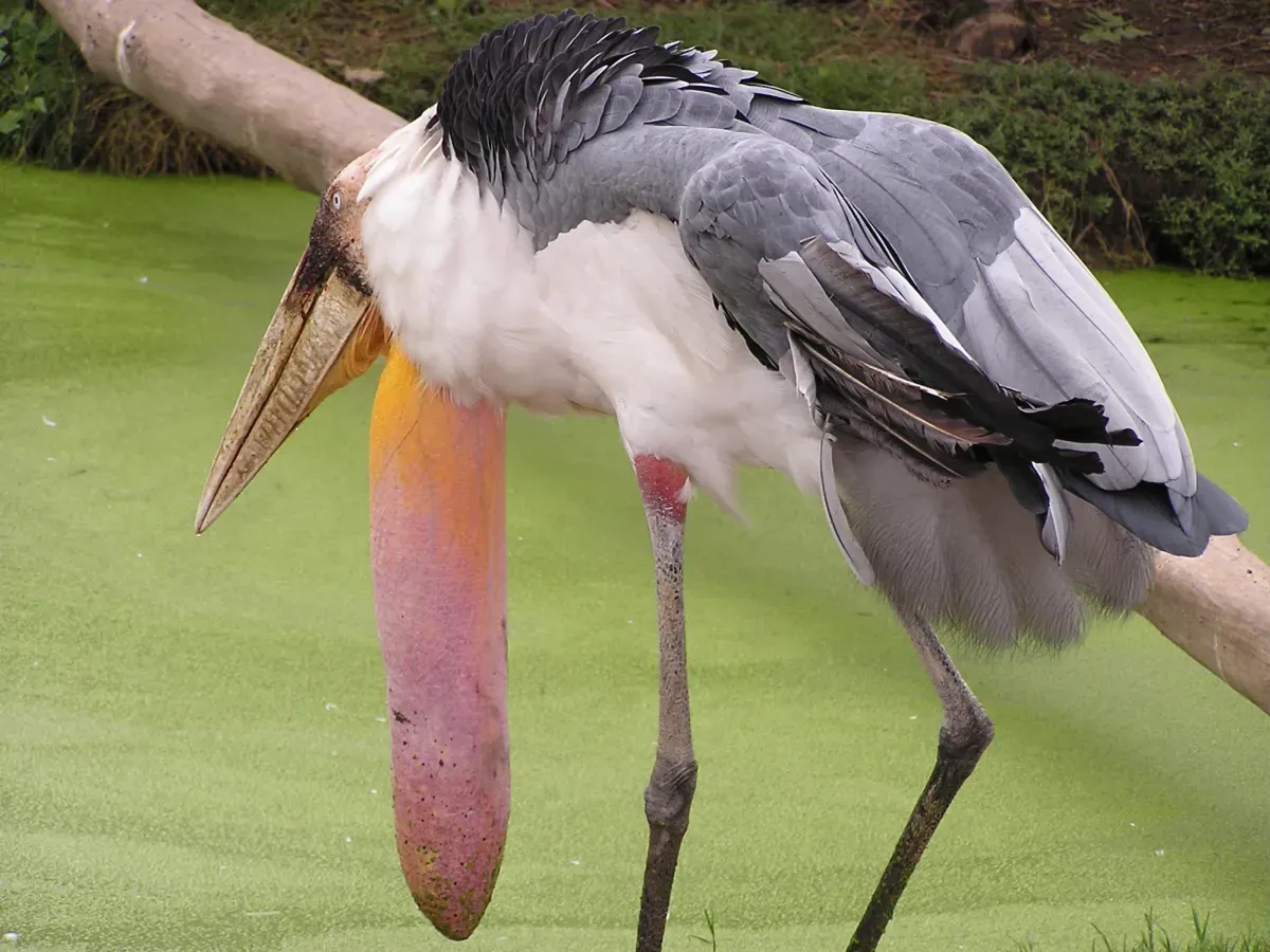 File:Ciconiidae Leptoptilos dubius 1.1.jpg