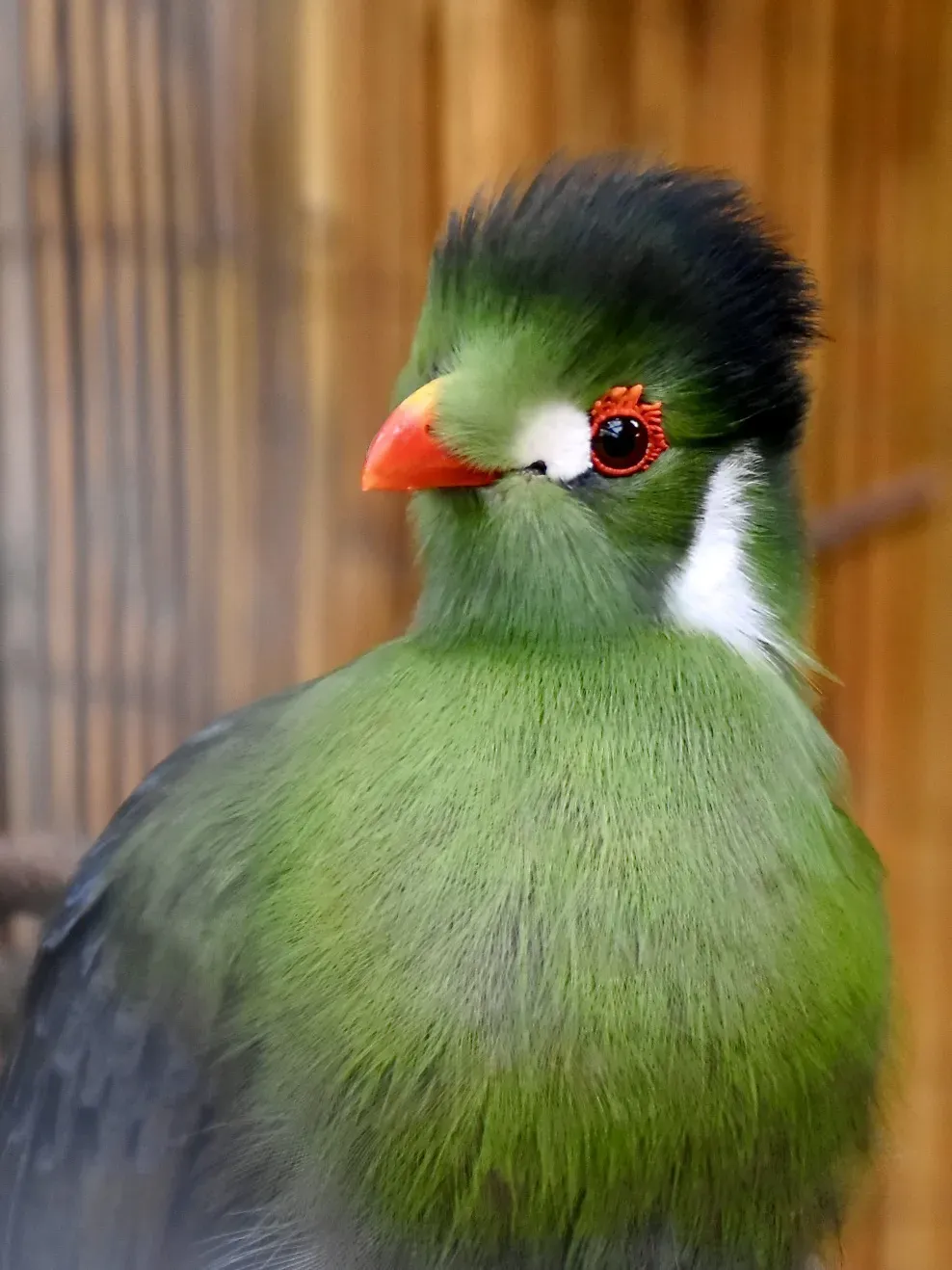 File:Musophagidae Menelikornis leucotis leucotis 1.jpg