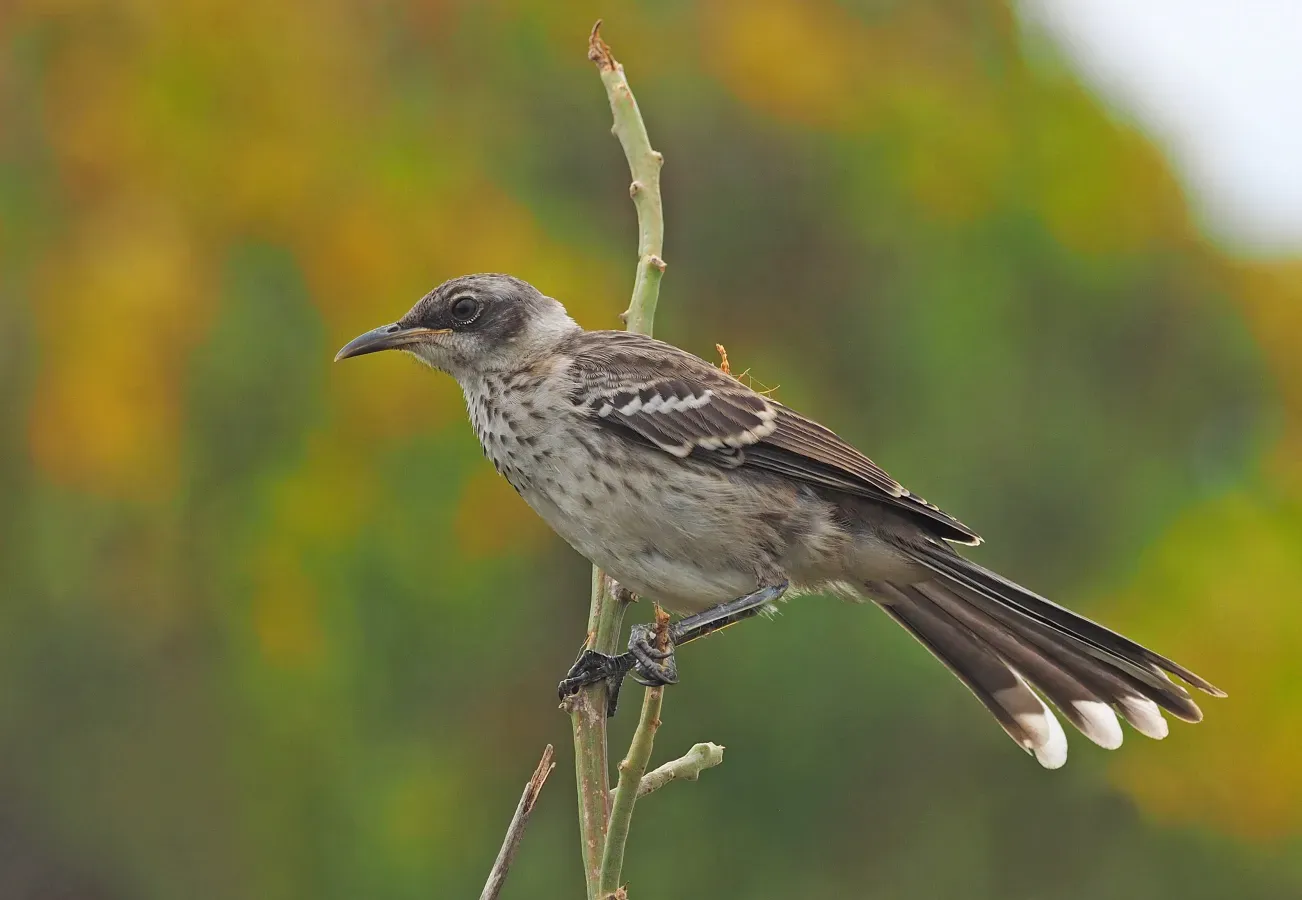 File:365 Galapagos Mockingbird - Mimus parvulus, Isabela Island, Galapagos, July 9, 2021.jpg