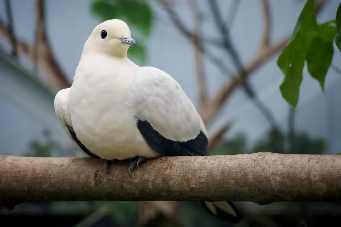 File:Columbidae Ducula bicolor 3.jpg