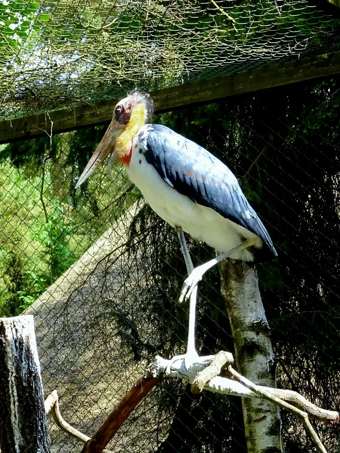 File:Ciconiidae Leptoptilos javanicus 1.1.jpg
