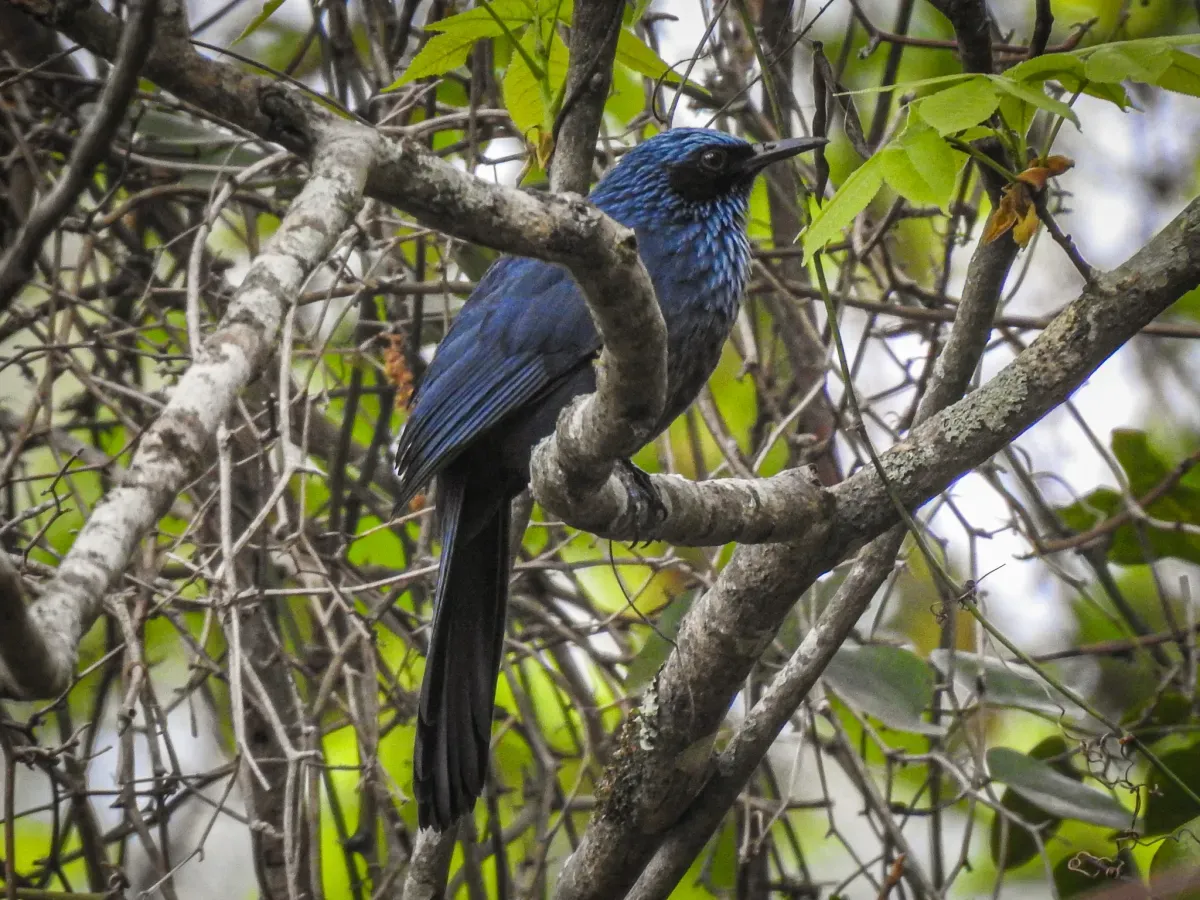 File:Melanotis caerulescens - Victoria.jpg