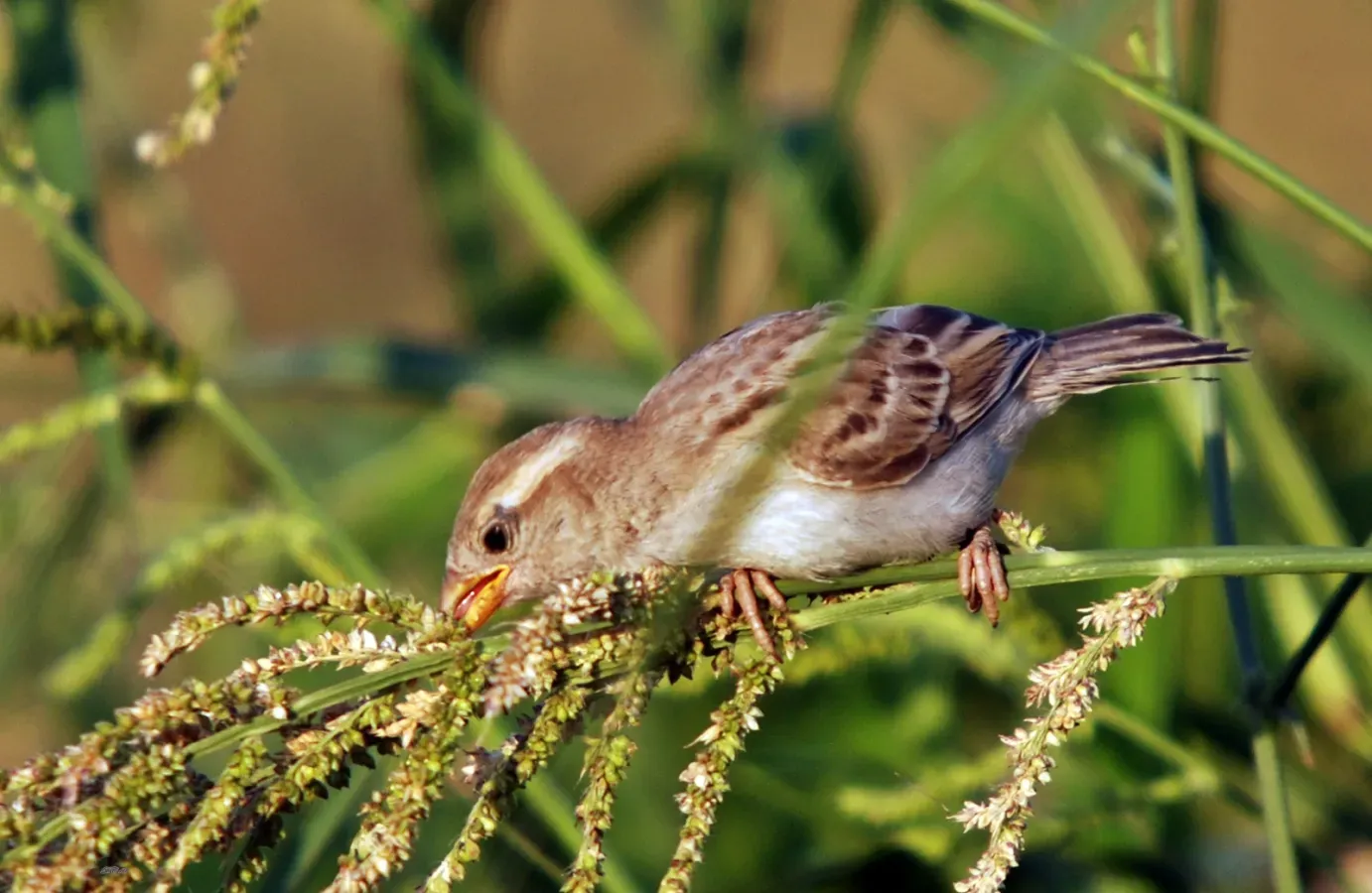 File:Little Passer moabiticus.jpg