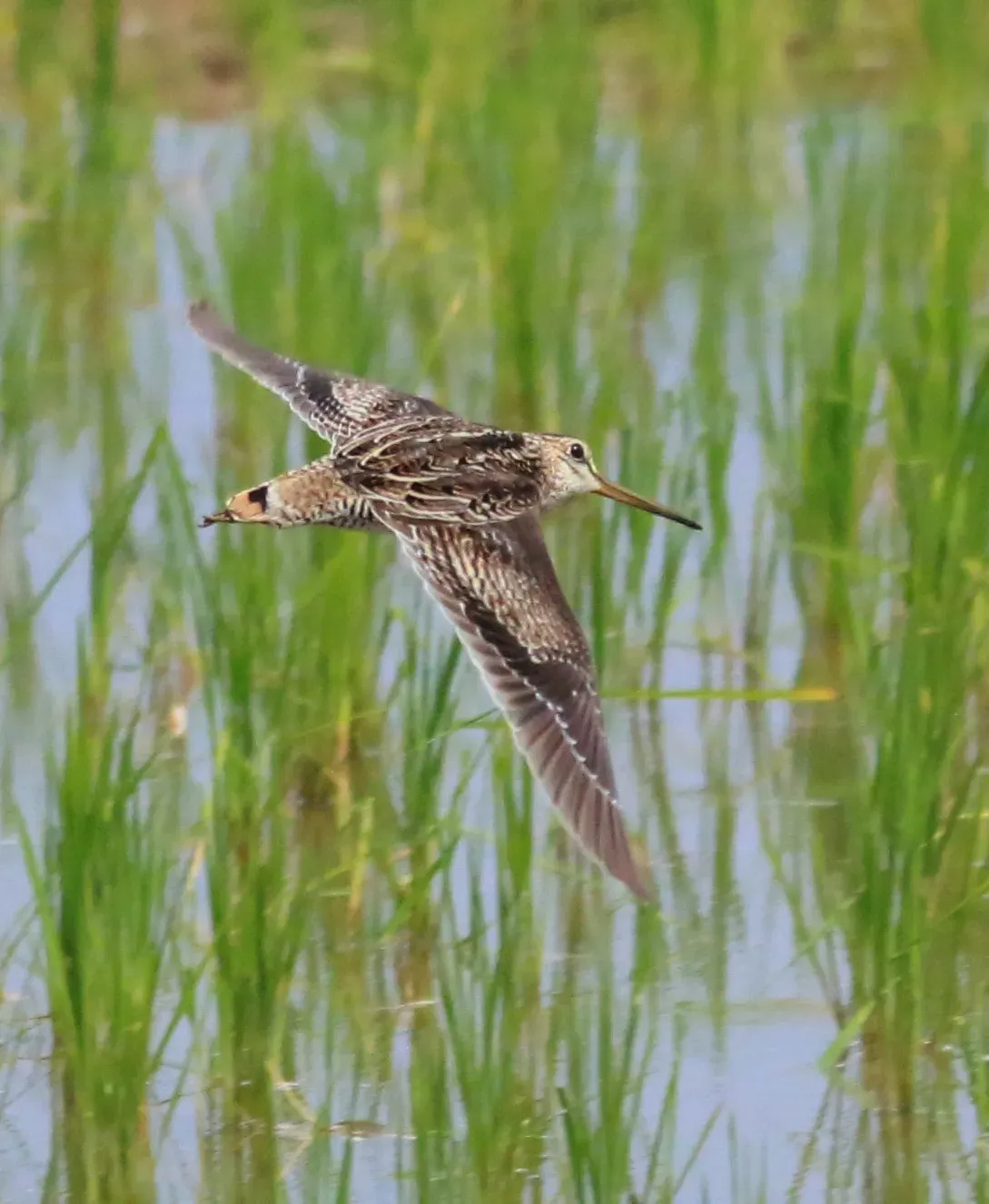 File:Gallinago stenura , pintail snipe.jpg
