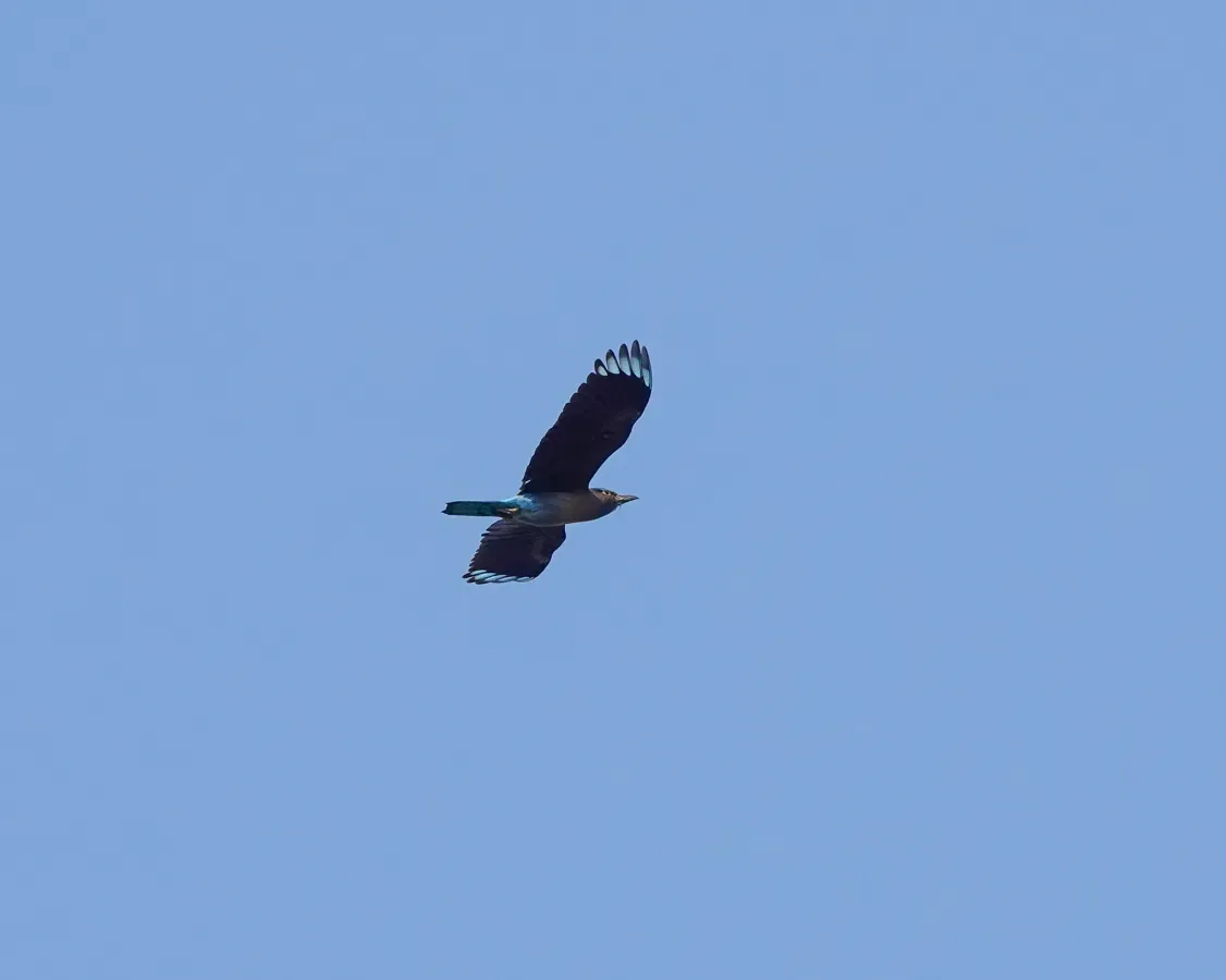 File:Coracias affinis - 2020.jpg
