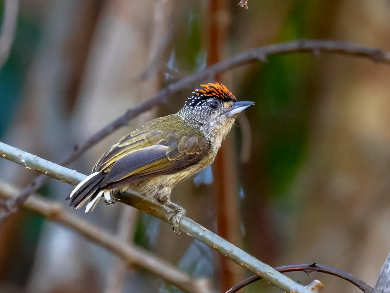 File:Picumnus subtilis - Fine-barred Piculet (male); Rio Branco, Acre, Brazil.jpg