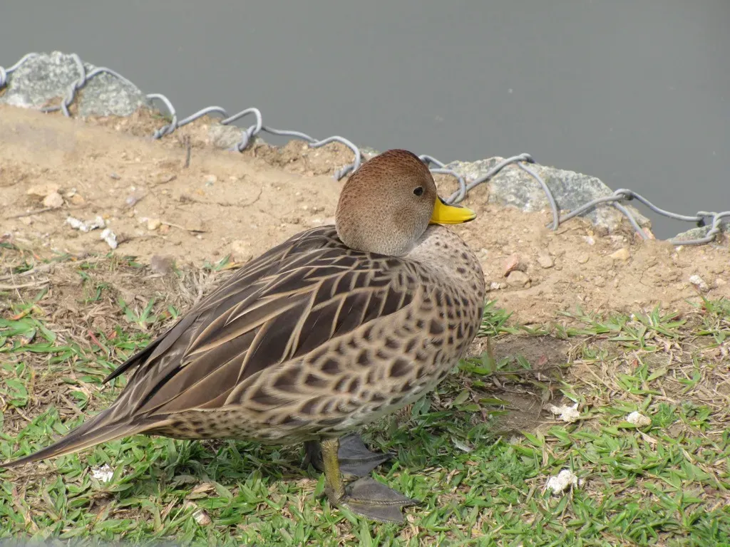 File:Anas georgica -Curitiba Zoo, Parana, Brazil-8a.jpg