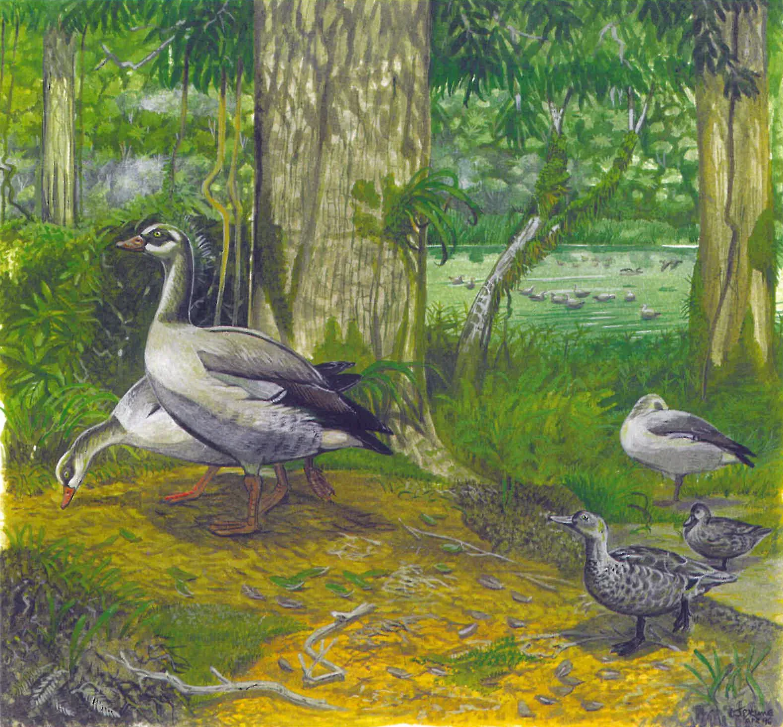 File:Alopochen kervazoi and Anas theodori.jpg