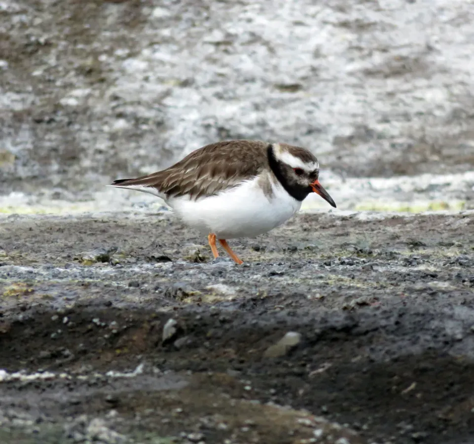 File:Thinornis novaeseelandiae, Rangatira, Chatham Islands 1.jpg