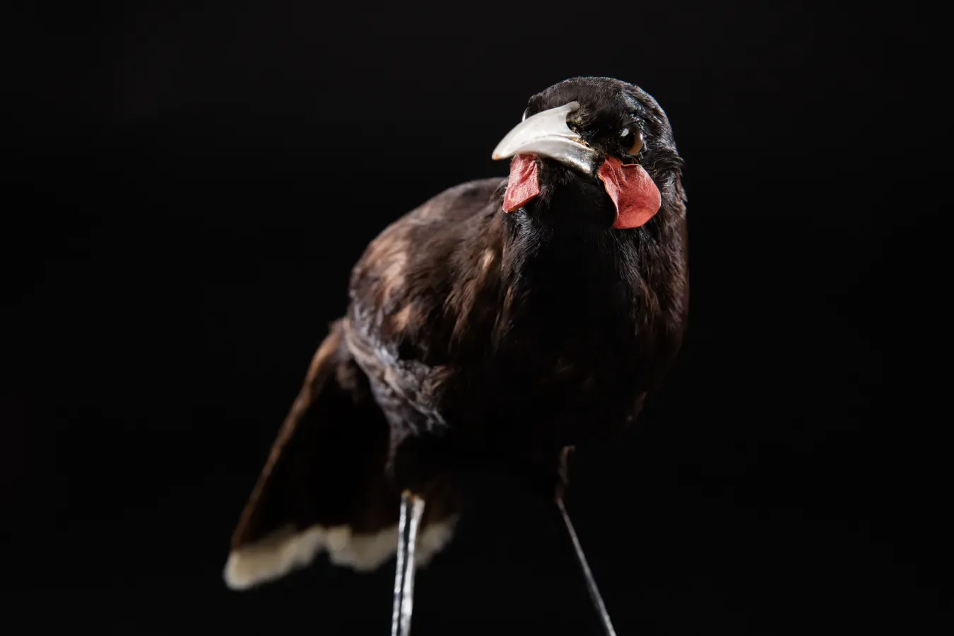 File:Heteralocha acutirostris (huia) (48719264223).jpg