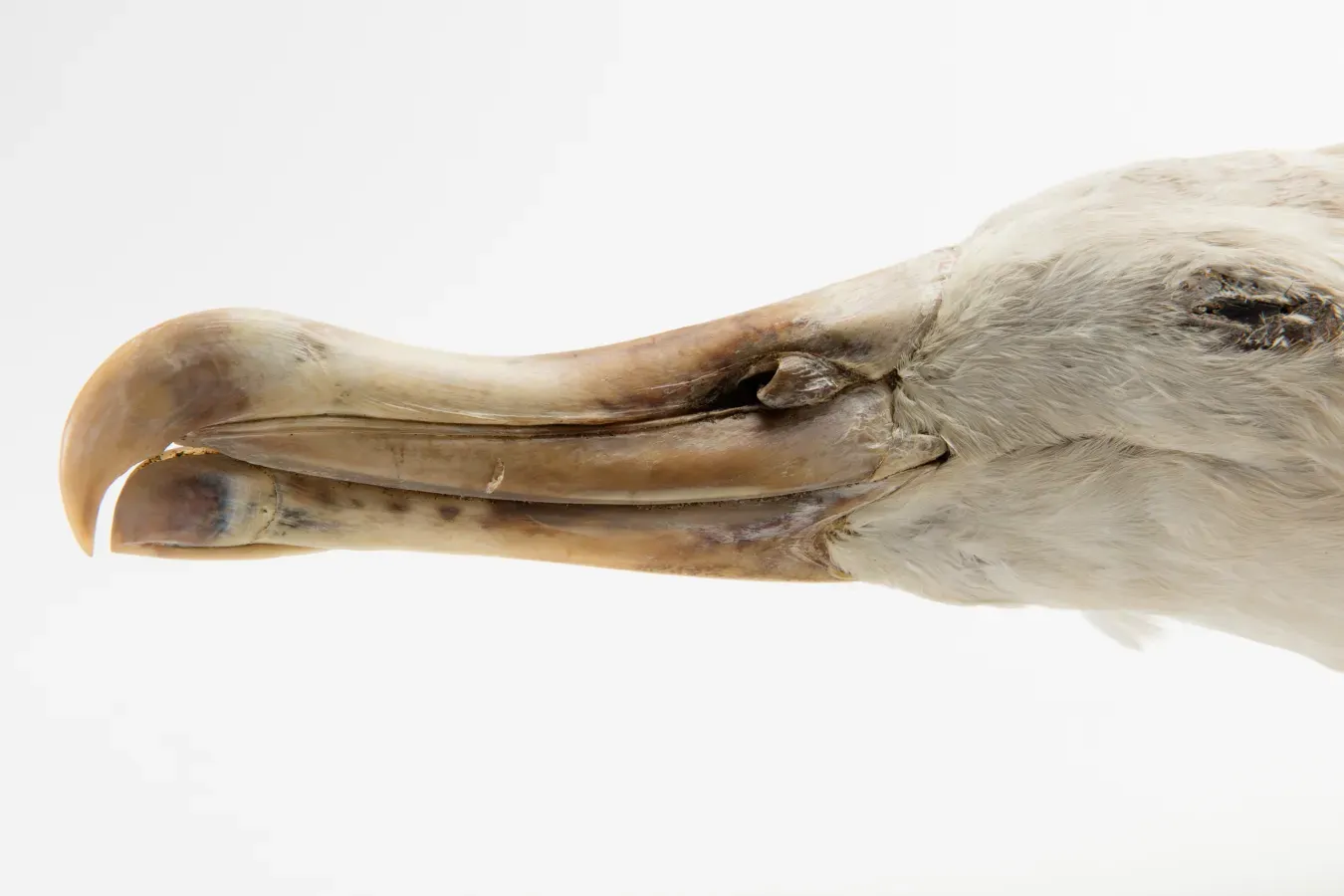File:Diomedea antipodensis (Antipodean Albatross) (48719452916).jpg