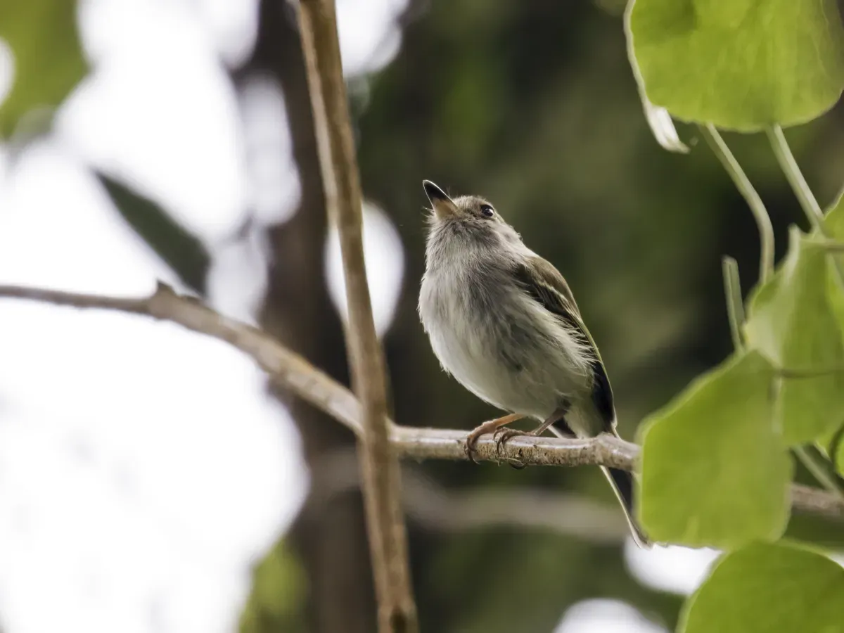 File:Atalotriccus pilaris - Pale-eyed Pygmy-Tyrant.jpg